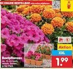 Beetpflanzen für 1,99 € bei Netto Marken-Discount im Angebot Beetpflanzen im aktuellen Netto Marken-Discount Prospekt