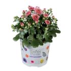Chrysanthème multifleur en promo chez Lidl Drancy à 1,99 €