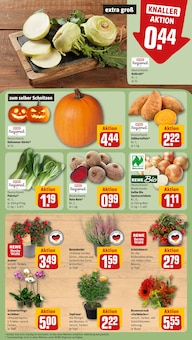 Zimmerpflanzen im aktuellen REWE Prospekt (Duisburg) Zimmerpflanzen im REWE Prospekt "Dein Markt" mit 30 Seiten (Duisburg)