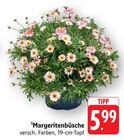 Margeritenbüsche Angebote bei EDEKA Baden-Baden für 5,99 €