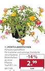 Portulakröschen im aktuellen Dehner Garten-Center Prospekt für 2,99 €