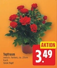 Topfrosen bei WEZ im Prospekt "" für 3,49 €