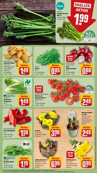 Tomaten im REWE Prospekt "Dein Markt" mit 33 Seiten (Braunschweig)