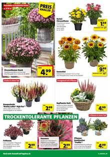 Blumentopf im aktuellen Hagebaumarkt Prospekt (Essen) Blumentopf im Hagebaumarkt Prospekt "GÖNN DIR SONNEN-ENERGIE" mit 20 Seiten (Essen)