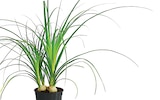 Elefantenfuss im Dehner Garten-Center Prospekt Elefantenfuss von im aktuellen Dehner Garten-Center Prospekt für 4,99 €