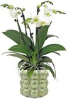 Orchidee »Big Five« Angebote bei REWE Kempen für 19,99 €