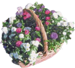 Glattblatt-Aster im V-Markt Prospekt Glattblatt-Aster von im aktuellen V-Markt Prospekt für 2,49 €