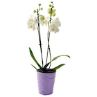 Promo Orchidée 2 Branches + Cache Pot Céramique à 14,99 € dans le catalogue Auchan Hypermarché à Buchelay