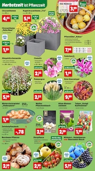Blumen im Thomas Philipps Prospekt "Top Angebote" mit 15 Seiten (Hamburg)