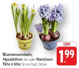 Blumenzwiebeln Hyazinthen im Angebot bei EDEKA in Albstadt Blumenzwiebeln Hyazinthen Angebote bei EDEKA Albstadt für 1,99 €