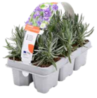Lavendel 'Hidcote' im OBI Prospekt Lavendel 'Hidcote' von Grow by OBI im aktuellen OBI Prospekt für 6,99 €