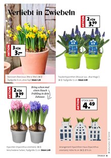 Blumen im aktuellen Moubis Pflanzenhof Prospekt (Münster) Blumen im Moubis Pflanzenhof Prospekt "Faszinierend, was Grün alles kann" mit 10 Seiten (Münster)