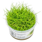Les 3 plantes In Vitro pour aquarium en promo chez Truffaut Les 3 plantes In Vitro pour aquarium dans le catalogue Truffaut