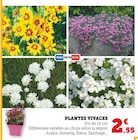 Promo Plantes vivaces à 2,55 € dans le catalogue Super U à Arnage