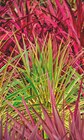 Jardiland - Cordyline : offre du catalogue Promo Cordyline à 24,95 € dans le catalogue Jardiland "Mon jardin d'été"