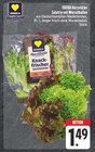 Salatrio mit Wurzelballen bei EDEKA im Zschorlau Prospekt für 1,49 €