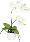 Orchidee oder Riedgras Angebote bei POCO Rostock für 7,99 €