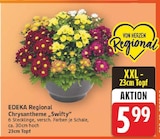 Chrysantheme „Swifty“ von EDEKA Regional für 5,99 € bei E center im Angebot Chrysantheme „Swifty“ von EDEKA Regional im aktuellen E center Prospekt