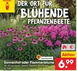 Netto Marken-Discount - Sonnenhut Angebot im Prospekt Sonnenhut bei Netto Marken-Discount im Prospekt "" für 6,99 €