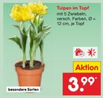 Tulpen im Topf Angebote bei Netto Marken-Discount Neubrandenburg für 3,99 €