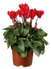 Alpenveilchen (Cyclamen) im aktuellen Globus-Baumarkt Prospekt