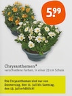 Chrysanthemen bei tegut im Biebergemünd Prospekt für 5,99 €