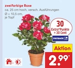 zweifarbige Rose im aktuellen Netto Marken-Discount Prospekt