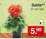 Dahlie für 5,99 € bei Zimmermann im Angebot Dahlie im aktuellen Zimmermann Prospekt