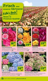 Pflanzen Angebot im aktuellen Pflanzen Kölle Prospekt auf Seite 2