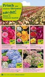 Pflanzen Angebot & Preis im aktuellen Pflanzen Kölle Prospekt Pflanzen Angebot im aktuellen Pflanzen Kölle Prospekt auf Seite 2