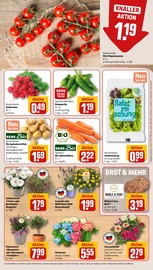 Pflanzen im REWE Prospekt in Bornheim Aktueller REWE Prospekt mit Pflanzen, "Dein Markt", Seite 15