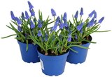 Traubenhyazinthe "Muscari" Angebote bei REWE Gießen für 1,79 €