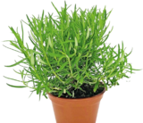 Bio-Rosmarin im Angebot bei Hornbach in Wuppertal Bio-Rosmarin Angebote bei Hornbach Wuppertal für 3,29 €