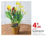Bulbes en pot en promo chez Super U Saint-Nazaire à 4,99 €
