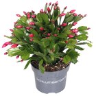 Schlumbergera "cactus de Noël" en promo chez Carrefour Villeneuve-d'Ascq à 2,29 €