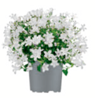 Glockenblume Angebote bei toom Baumarkt Bad Oeynhausen für 4,99 €