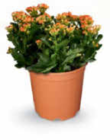 Kalanchoe im Angebot bei Netto Marken-Discount in Herford Kalanchoe Angebote bei Netto Marken-Discount Herford für 4,99 €
