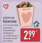 Kalanchoe von Gardenline im aktuellen ALDI Nord Prospekt für 2,99 €