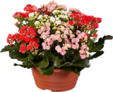 Kalanchoé tricolor en coupe en promo chez Lidl Levallois-Perret à 8,99 €