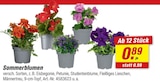 toom Baumarkt Eilenburg Prospekt mit  im Angebot für 0,89 €