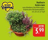 Bepflanzte Herbstschale im Angebot bei Marktkauf in Hof Bepflanzte Herbstschale Angebote von Von Herzen Regional bei Marktkauf Hof für 5,99 €