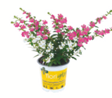 toom Baumarkt Großerkmannsdorf - Nützlingsfreundliches Köcherblümchen „floriglory“ Angebot im Prospekt Nützlingsfreundliches Köcherblümchen „floriglory“ bei toom Baumarkt im Großerkmannsdorf Prospekt für 3,59 €