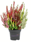 toom Baumarkt Alfeld - Knospenheide „Beauty Ladies High Five“ Angebot im Prospekt Knospenheide „Beauty Ladies High Five“ bei toom Baumarkt im Alfeld Prospekt für 5,99 €