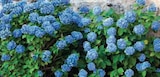 Hortensia ou bruyère erica en promo chez Super U Orléans à 4,99 €