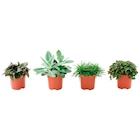 Promo Plantes vertes "Eden collection" ECLOZ à 4,00 € dans le catalogue Gamm vert à Loudun