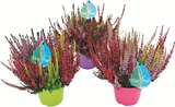 Intermarché Express Saint-Maur-des-Fossés - Promo Bruyère calluna tricolore pot couleur 13 cm Promo Bruyère calluna tricolore pot couleur 13 cm à 4,49 € dans le catalogue Intermarché Express à Saint-Maur-des-Fossés