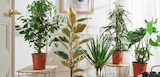 PLANTE VERTE POT 24 CM à 11,99 € dans le catalogue Intermarché Super