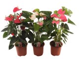 Anthurium en promo chez Carrefour Anthurium dans le catalogue Carrefour