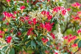 Gamm vert Le Blanc - Promo Pieris du Japon ECLOZ Promo Pieris du Japon ECLOZ à 16,99 € dans le catalogue Gamm vert à Le Blanc