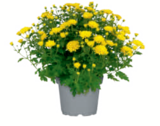toom Baumarkt Celle - Chrysanthemen Angebot im Prospekt Chrysanthemen bei toom Baumarkt im Celle Prospekt für 2,69 €
